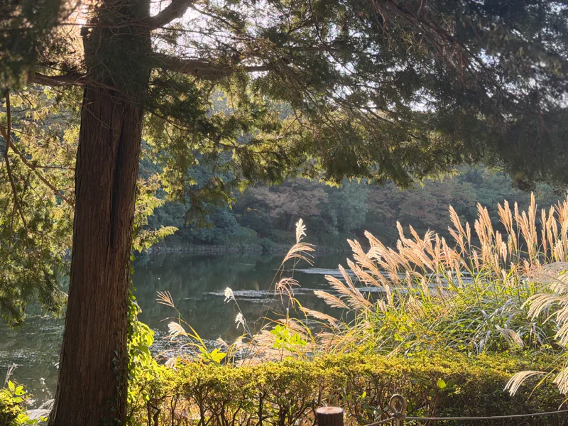 Sunlight catching tall grasses beside the water, framed by a tree in Kudanshita.
